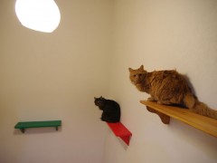 階段と猫